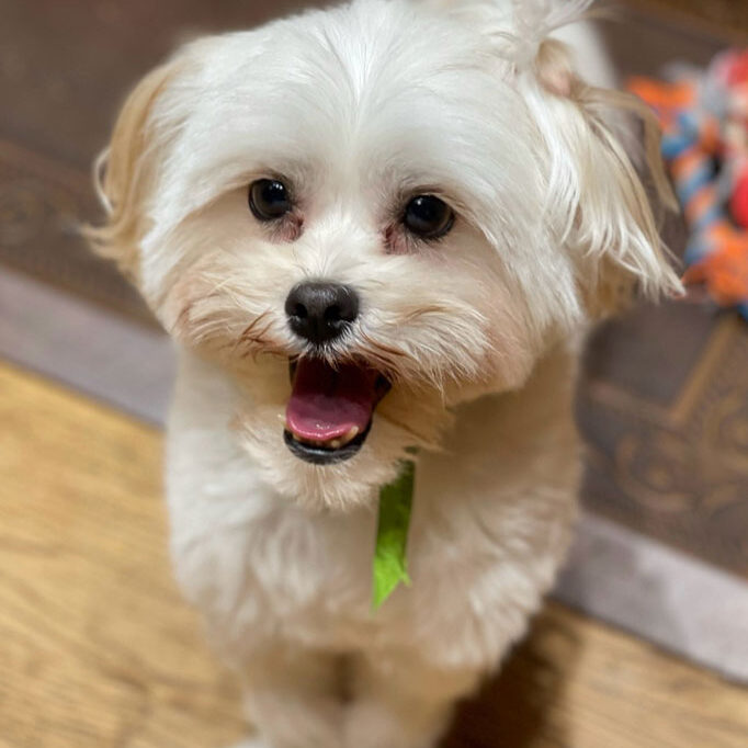 Little white dog.