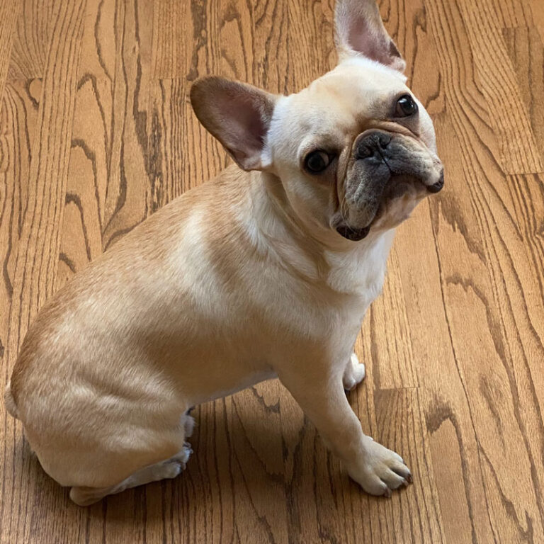 Little brown and white dog sitting on the floor.