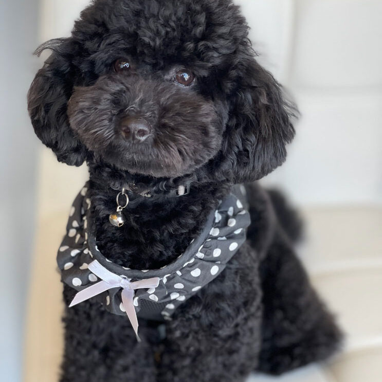 Little black poodle sitting on the floor.