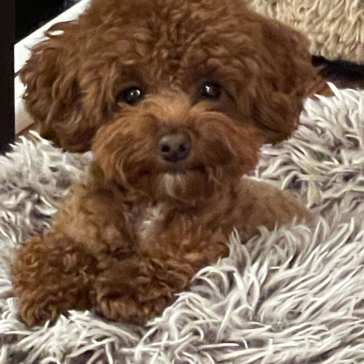 Little brown poodle dog sitting on the carpet.